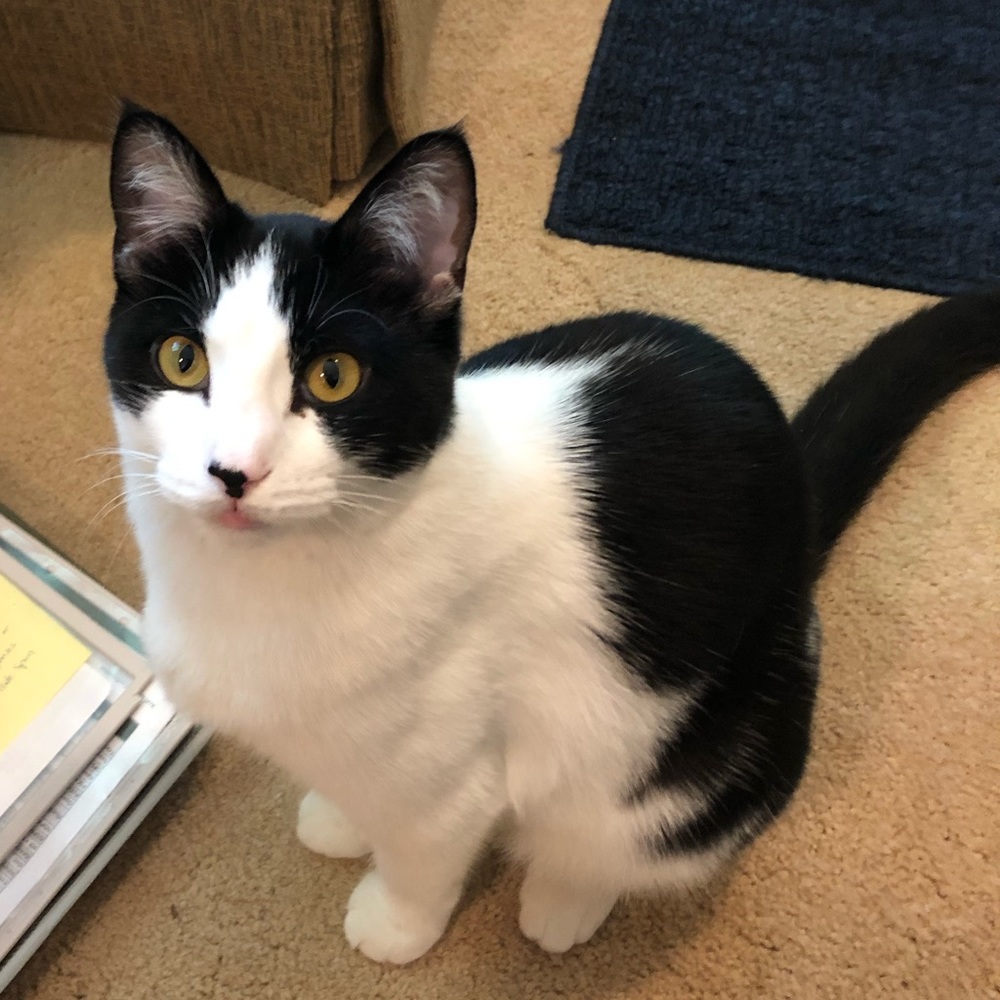 Meet your Posher, Dawn